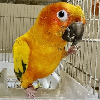 コガネメキシコインコです。可愛がってくれる方募集中