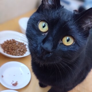 黒猫好き必見、とってもやさしい子！