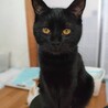 黒猫好き必見、とってもやさしい子！ サムネイル2