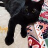 黒猫好き必見、とってもやさしい子！ サムネイル3