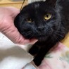黒猫好き必見、とってもやさしい子！ サムネイル4