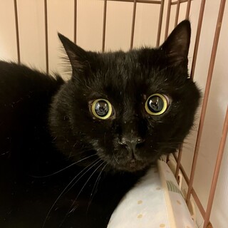 まん丸お目目黒猫の☆炭吾（タンゴ）