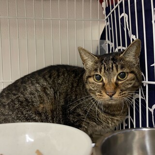 小柄な美人キジトラ☆なのは