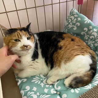 モフりがいのあるおっきな体の三毛猫☆みい★高齢者◎