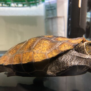 日本イシガメの2歳の男の子の里親募集！