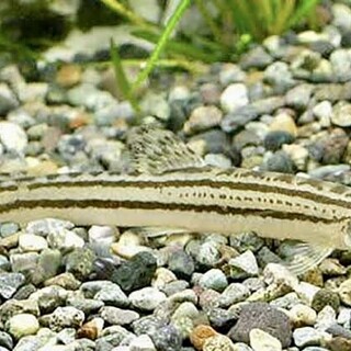 シマドジョウとスジシマドジョウ5匹