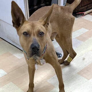 ハンディはあるけど、元気一杯な男の子ジーノ