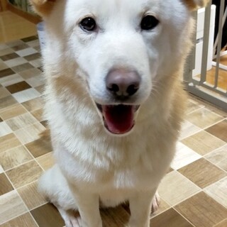 甘えん坊で愛らしいモフモフ男子しおから