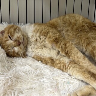 慣れ慣れのスリゴロシニア猫☆チャー