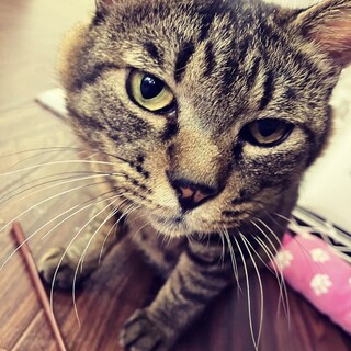 流し目イケメン☆あずき