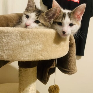 1歳姉妹猫ちゃん