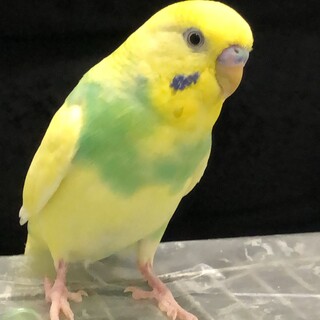 里親決定しました