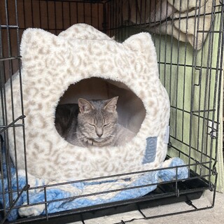 サバトラでグレー珍しい柄？！温厚な男の子です！