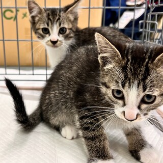 写真奥/キジシロ白子猫オス