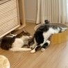 お家猫さんいるお宅希望‼️猫大好きなチビ君 サムネイル4