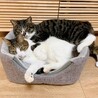 お家猫さんいるお宅希望‼️猫大好きなチビ君 サムネイル5