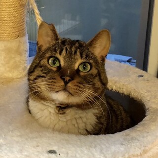 【お見合い随時】人慣れ抜群！おっとりスリゴロめる♂