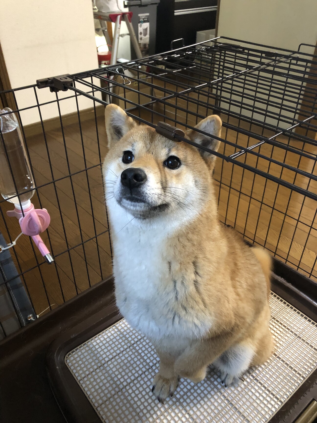 オーダー受付　柴犬　5/31 オーダー受付 柴犬 5/31