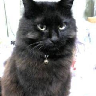 【５/11追記】１９歳　長毛黒猫ロンちゃん　