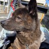 ちっちゃい甲斐犬の男の子くまちゃん サムネイル2