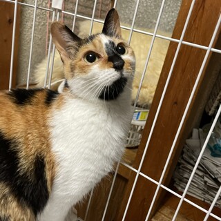 美猫で性格穏やか◎三毛猫ちゃん