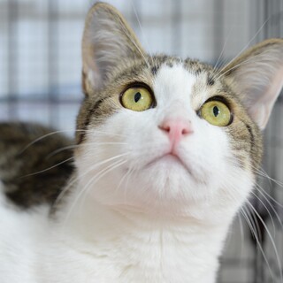 イケメンで猫よりひとが好き【譲渡会参加】