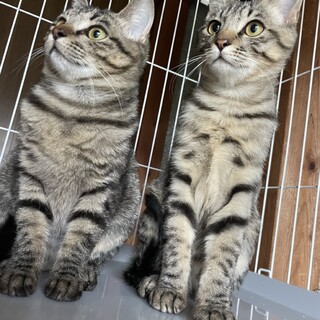 大人しいキジ兄妹、兄妹仲良し♪