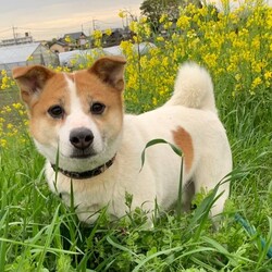 「4月9日（日曜日）埼玉県吉見町にて譲渡会開催」サムネイル3