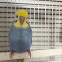 セキセイインコ 2月生まれ