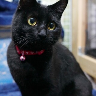 【4/8譲渡会参加】パッチリお目々のリコちゃん