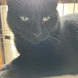 5匹＋1匹の子猫を育てた子煩悩なひとみママです！