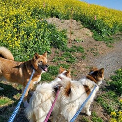 「4月9日（日曜日）埼玉県吉見町にて譲渡会開催」サムネイル2