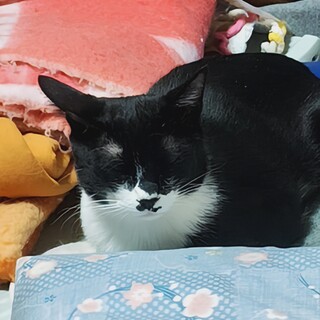 黒白の豪君、里親さん募集