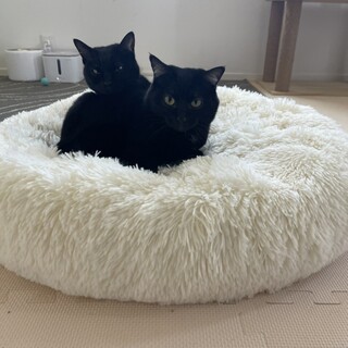 黒猫　メス双子姉妹　去勢　ワクチン済