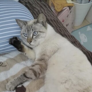 甘えん坊シャムミックス君