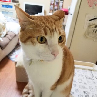 甘えん坊の癒し系男子★ぷりんくん