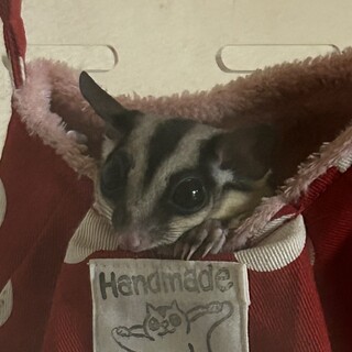 フクロモモンガ(メス)