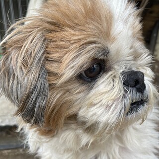 おやつ大好きシーズー♂