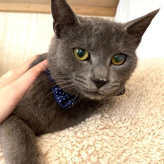 【5/7東銀座】タオくん7ヵ月♪