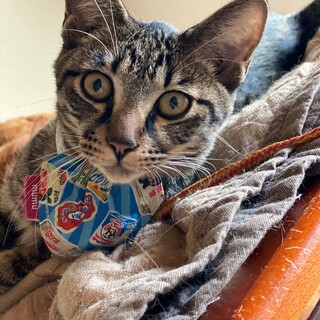 甘えん坊でシャイなキジ男の子