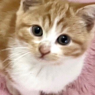 C23-M1193　元気いっぱいスコ仔猫♪