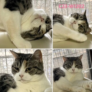 C23-W1202　ゴロゴロﾍﾞﾀスコニャン♪