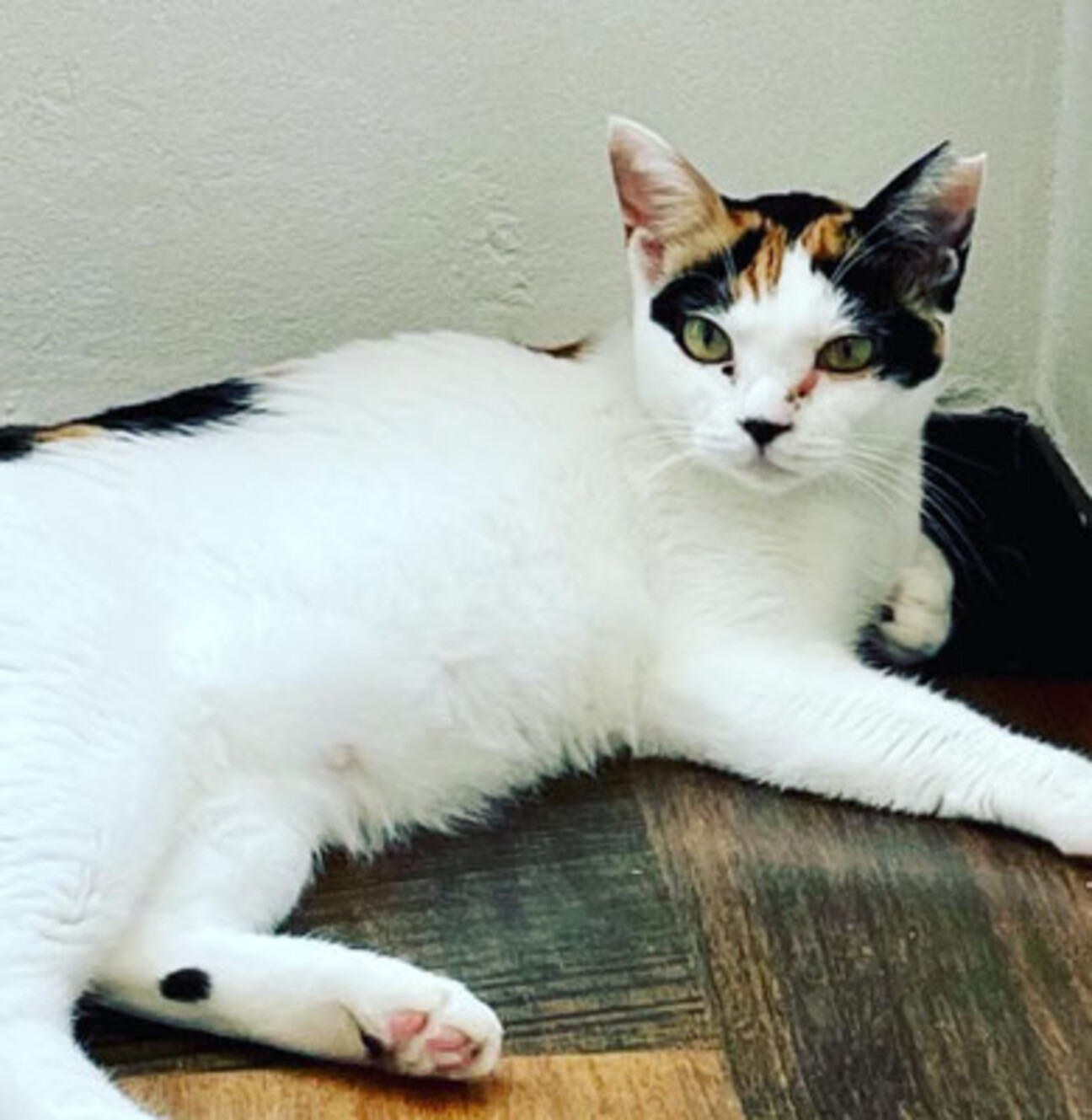 ツンデレの三毛猫、いねこちゃん」東京都 - 猫の里親募集(452390