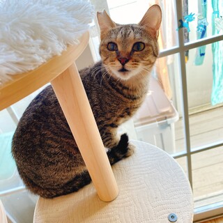 キジトラの美人さん女の子ももちゃん★５歳