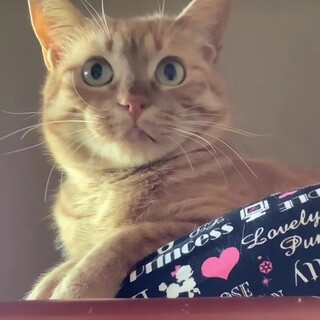 人が怖くてシャーシャーです