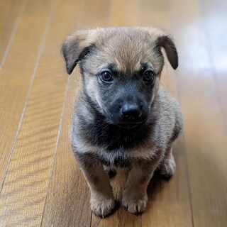 【募集停止】賢い春くん☆愛嬌も抜群です