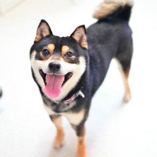 家族になって仲良くしてね♪ナデナデされると嬉しいな