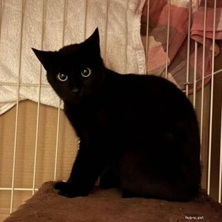 人馴れ抜群　くろくん