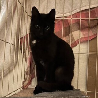 人馴れ抜群　しろちゃん