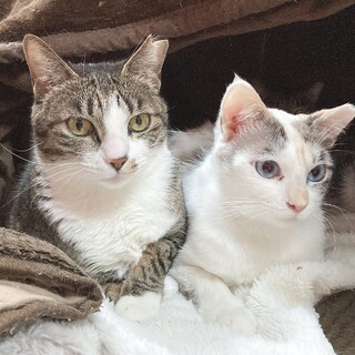 大人しいキジシロ